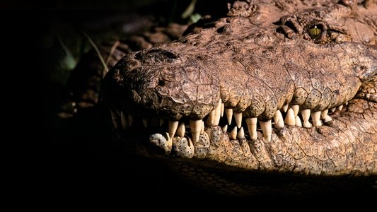 Africa's Deadliest