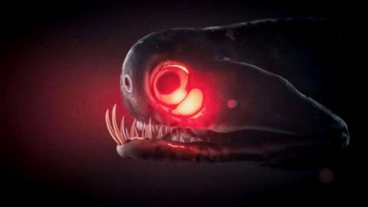 Monsters of the Deep