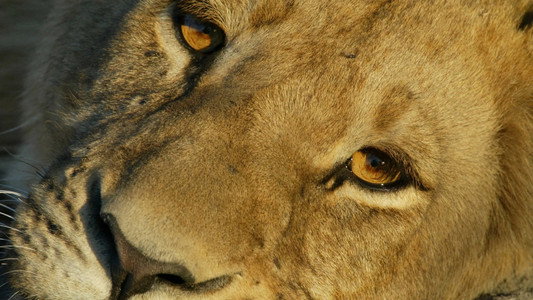 Big Cat Odyssey