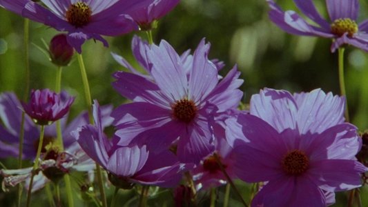 The Color Purple