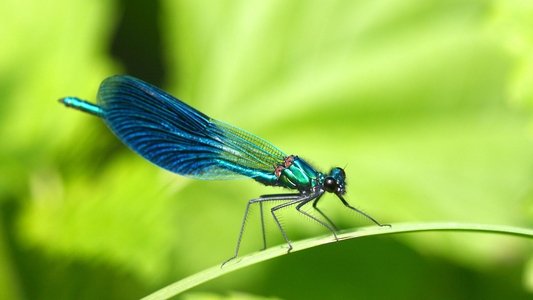 Insect World