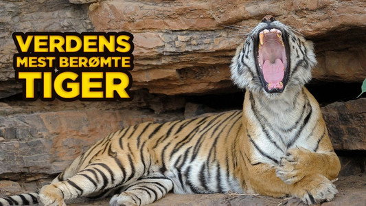 The World's Most Famous Tiger