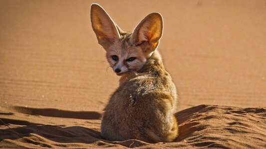 Dogs in the Wild: Meet the Family