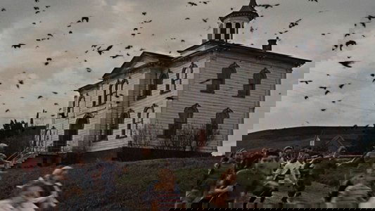 The Birds