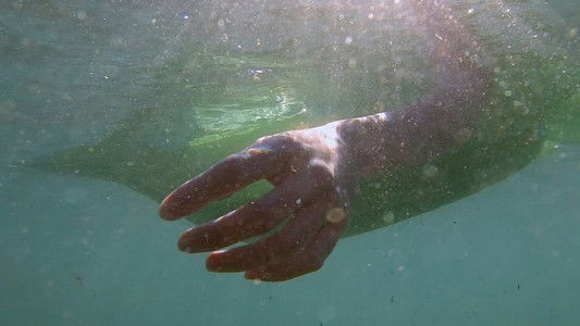 Depredadores sobre el mar