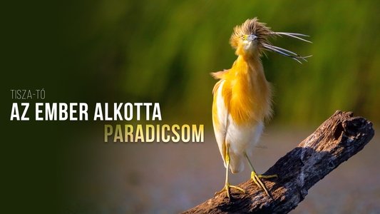 Tisza-tó - Az ember alkotta paradicsom