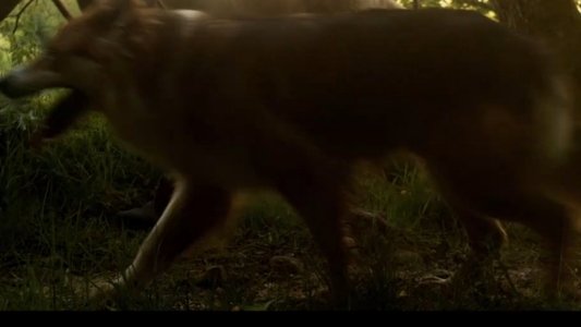 Salvajes, El Cuento Del Lobo