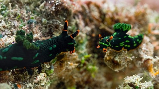 The Mating Game