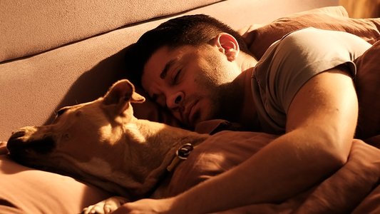 Dikkat Köpek Var
