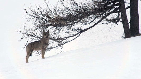 Marche avec les loups