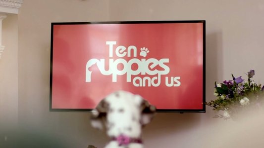 10 Puppies and Us