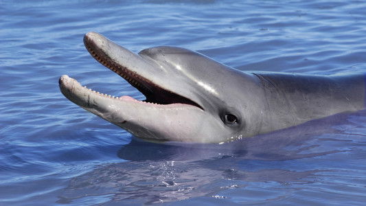 Dolphins: Is Our Love Too Deep?