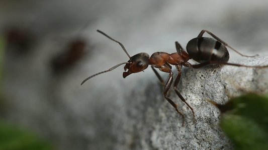Attenborough and the Empire of the Ants