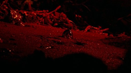 The Descent
