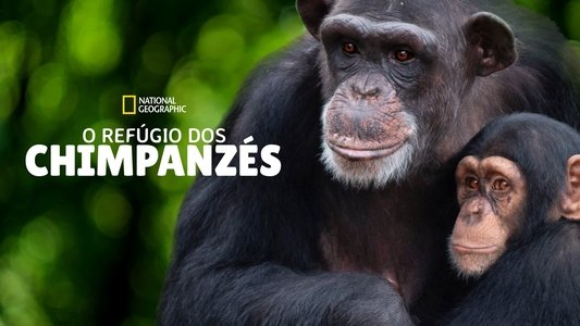 Meet the Chimps