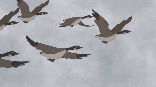 Hudson Geese