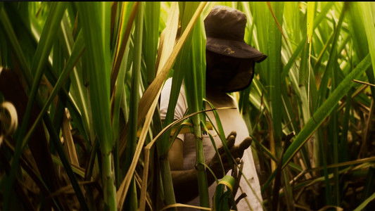 El Silbido del Cañaduzal