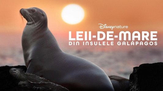 Sea Lions of the Galapagos