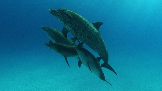 The Cove