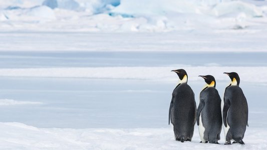 Antarctica, sur les traces de l'empereur
