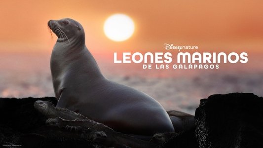 Sea Lions of the Galapagos
