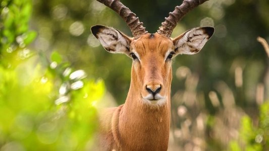 Secret Safari: Into the Wild