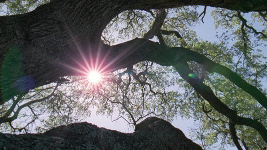 The Tree of Life