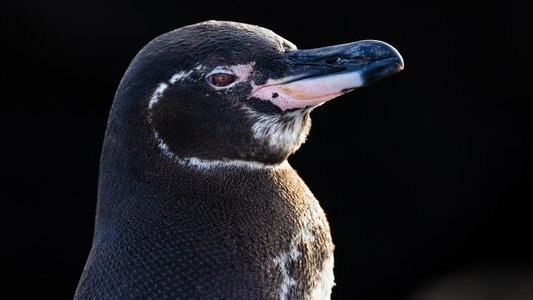 Secrets of the Penguins