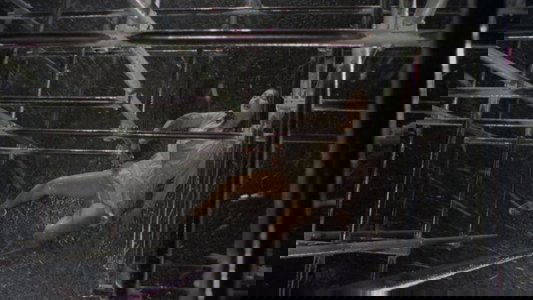 天使のはらわた 赤い淫画