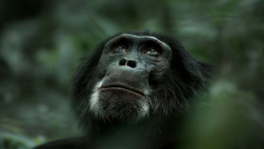 Rise of the Warrior Apes