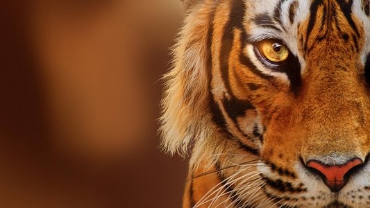 Tigers on the Rise