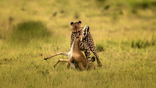 The Way of the Cheetah