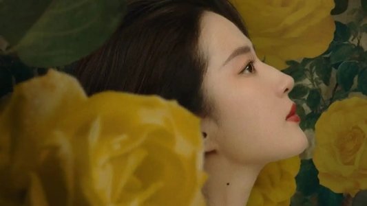 玫瑰的故事