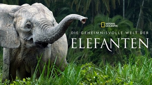 Secrets of the Elephants