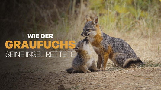 Le renard qui a sauvé son île