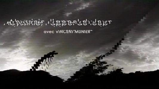 Abyssinie, L'appel Du Loup