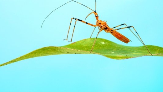 A Real Bug's Life