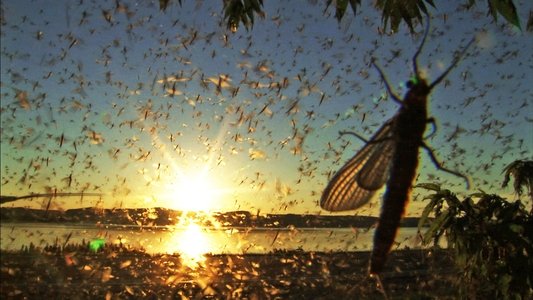The Gathering Swarms