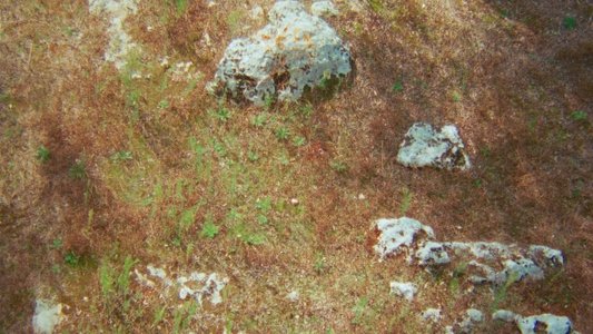Li paradisi