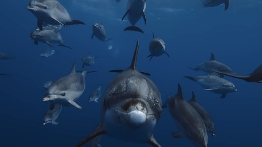 A Deeper Dive with David Attenborough