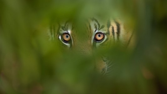 Deadly Instincts