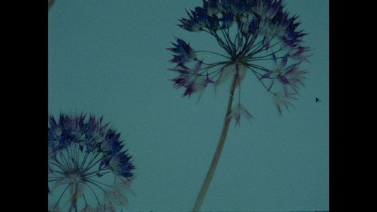 Herbaria
