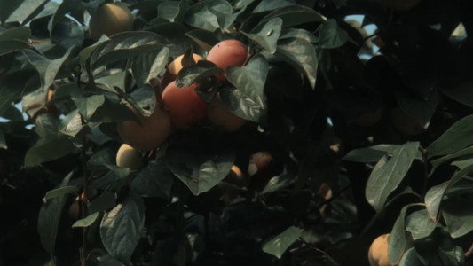 Nostos: il ritorno
