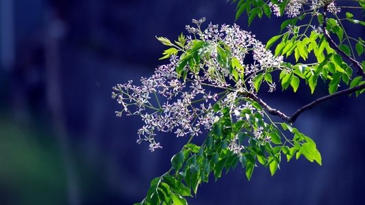 楝树花开