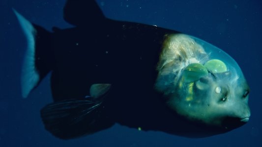 World's Weirdest: Extreme Body Parts