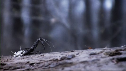 Feral