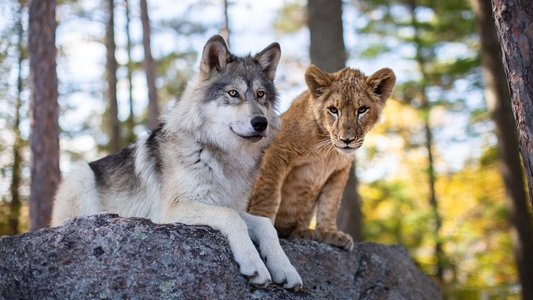 Le Loup et le Lion