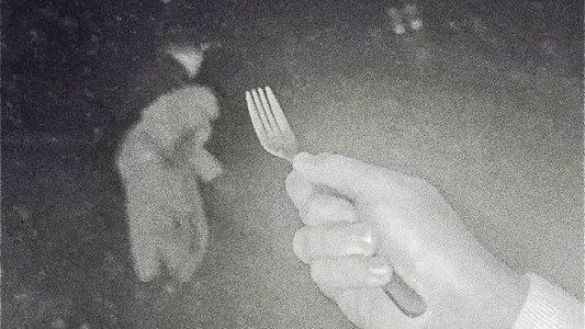 Pet Bunny
