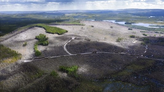 Om skogen