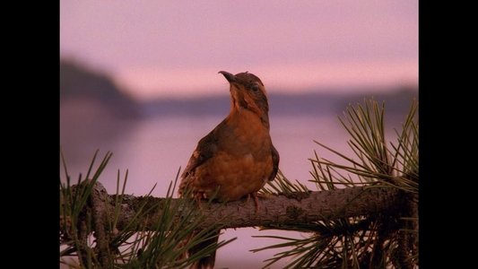 Twin Peaks